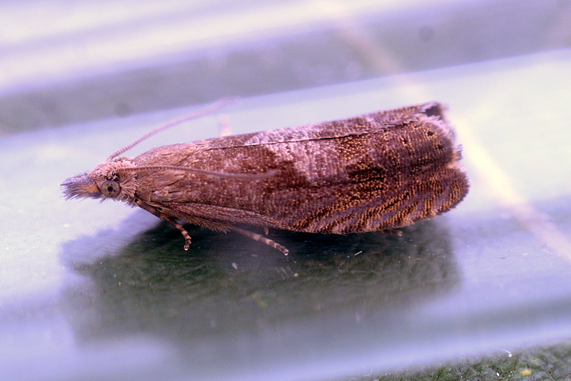 Dichrorampha simpliciana