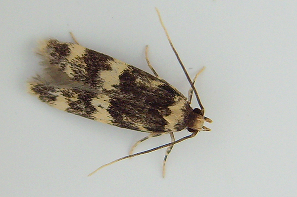 Oegocinia Quadripuncta 