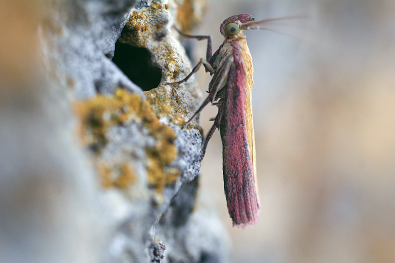 Oncocera semirubella