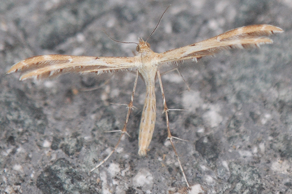 Oxyptilus laetus