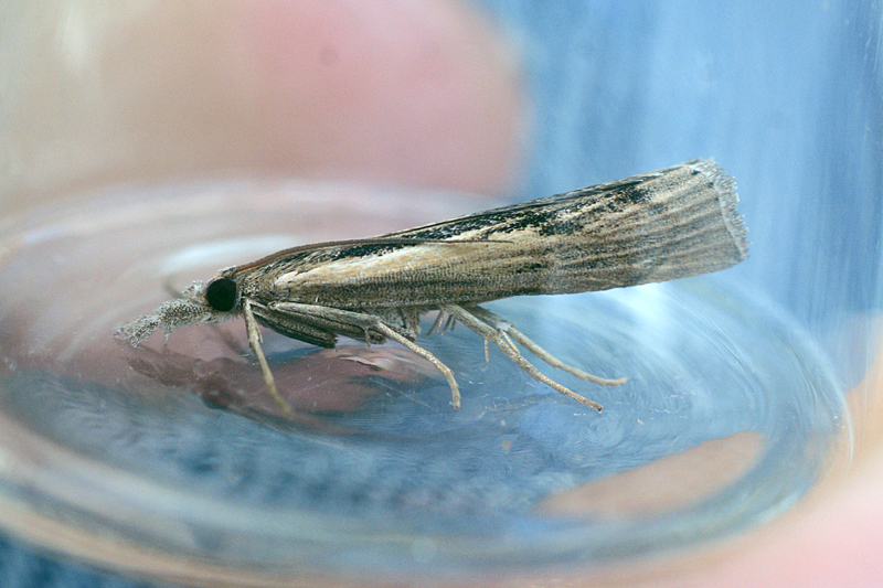 Pediasia aridella