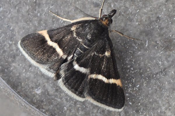 Pyrausta cingulata