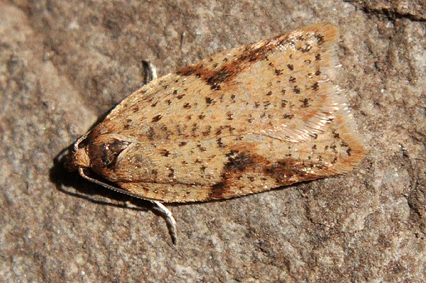 Acleris ferrugana/notana 