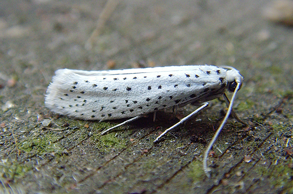 Bird-cherry Ermine Yponomeuta evonymella