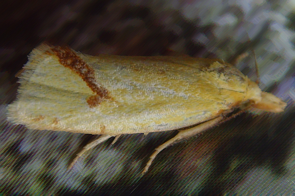 Common Yellow Conch Agapeta hamana 