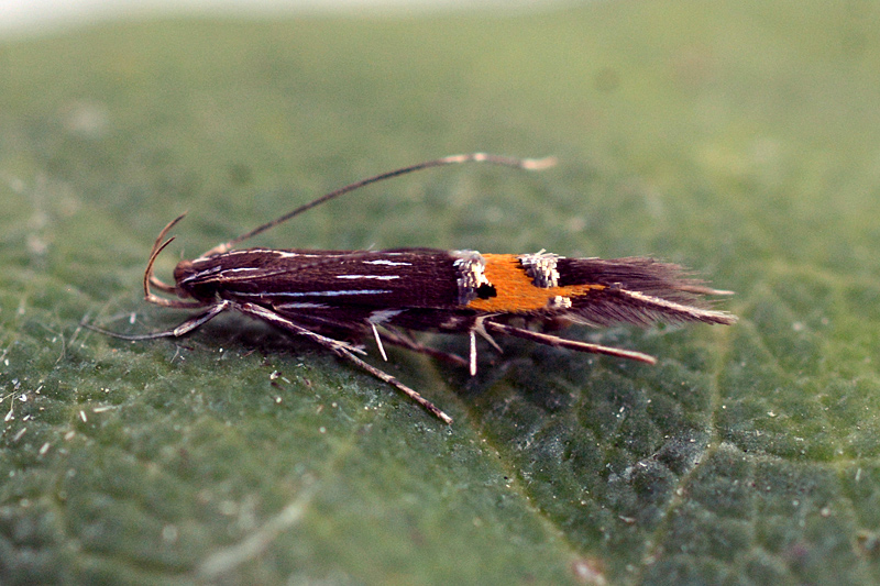 Cosmopterix scribaiella