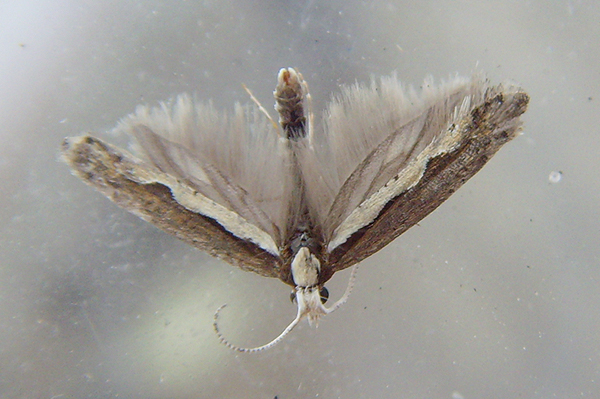 Diamond-back Moth Plutella xylostella