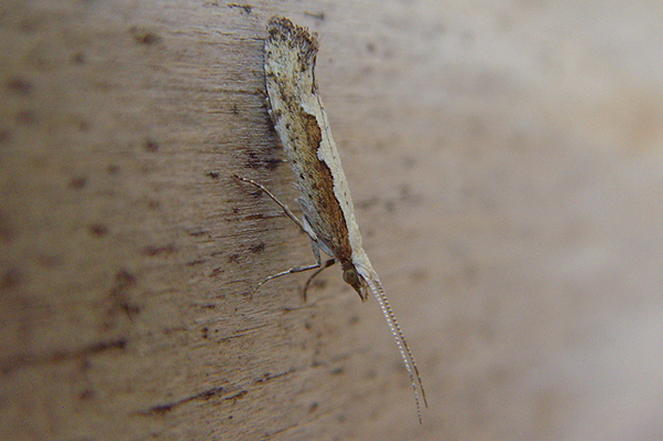 Diamond-back Moth Plutella xylostella