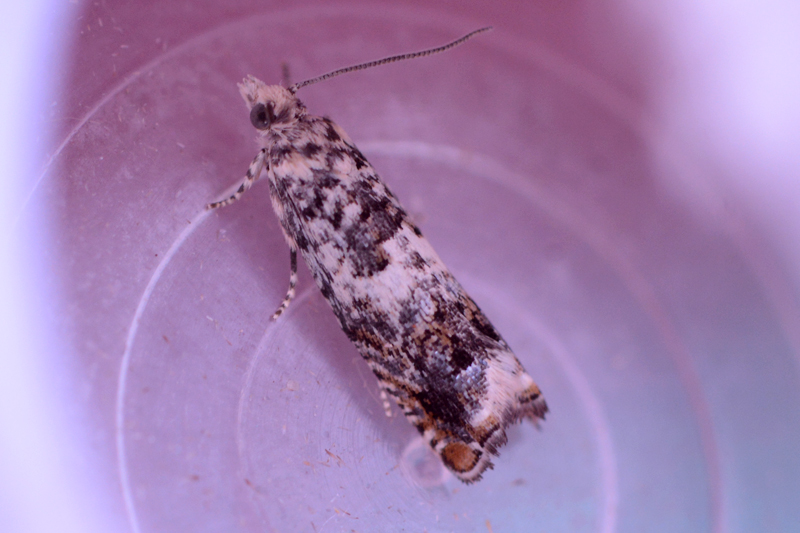 Epinotia subocellana