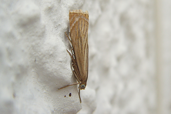 Garden Grass-veneer Chrysoteuchia culmella 