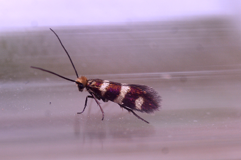 Micropterix aureatella