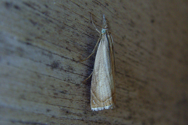 Garden Grass-veneer Chrysoteuchia culmella 