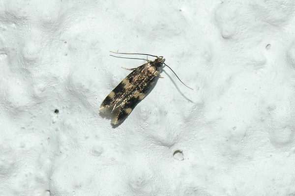 Oegoconia quadripuncta 