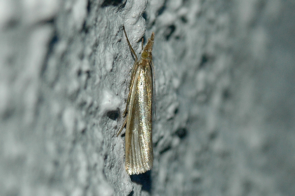 Crambus perlella