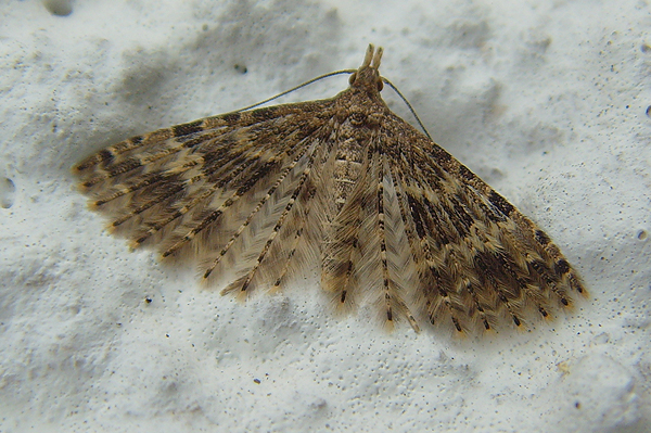 Twenty-plume Moth Alucita hexadactyla 