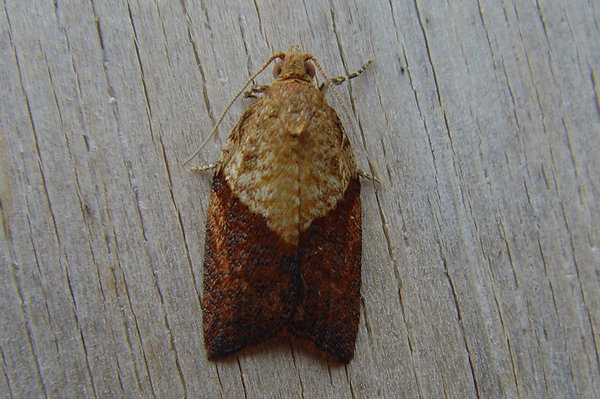 Light Brown Apple Moth Epiphyas postvittana