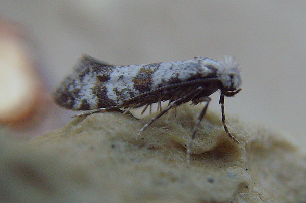 Hawthorn Moth Scythropia crataegella 