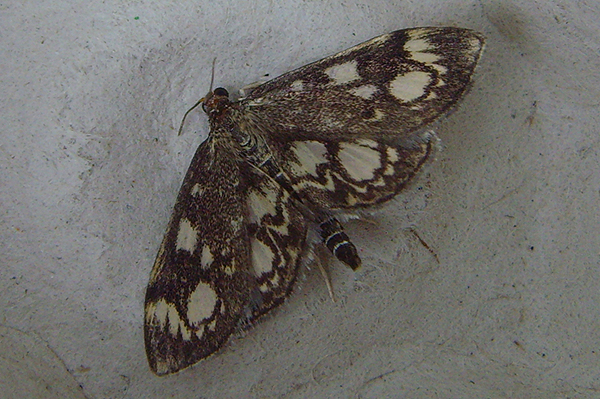 Phlyctaenia coronata