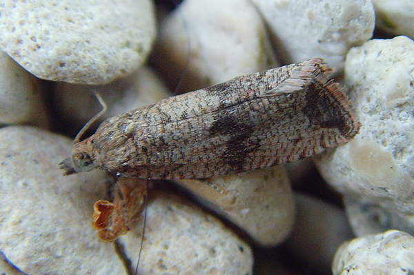 Celypha striana 