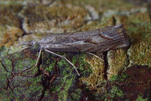 Agriphila Geniculea