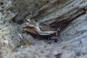 Ancylis Badiana