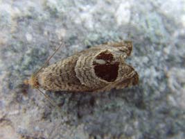 Bramble Shoot Moth 