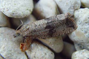 Celypha Striana 