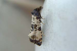 Cochylis Atricapitana 