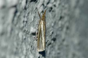 Crambus Perlella 