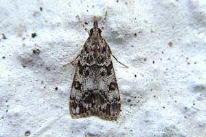 Dipleurina Lacustrata 