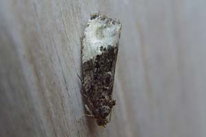 Marbled Orchard Tortrix 