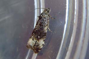 Plum Tortrix