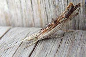 Ypsolopha Scabrella 