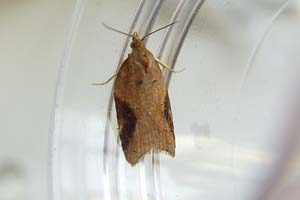 Acleris Laterana