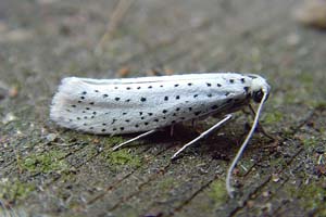 Bird-cherry Ermine