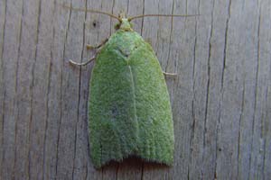 Green Oak Tortrix