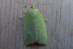 Green Oak Tortrix