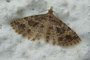 Twenty-plume Moth