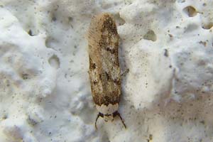 White-shouldered House Moth 