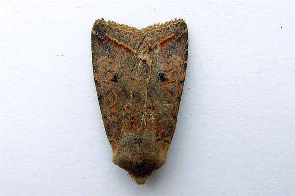 Red-line Quaker