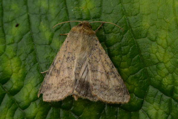 Scarce Bordered Straw Helicoverpa armigera