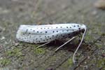 Bird-cherry Ermine 