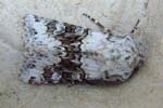 Broad-barred White