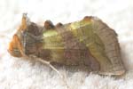 Burnished Brass