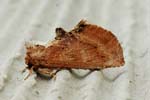 Coxcomb Prominent 