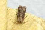 Turnip Moth