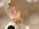 Dusky Thorn 