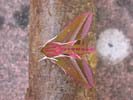 Elephant Hawk-moth