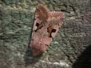 Hebrew Character