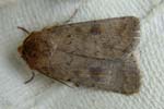 Mottled Rustic